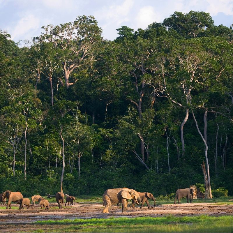 An open area in the middle of the forest in Dzangha Shanga National Park where elephants come