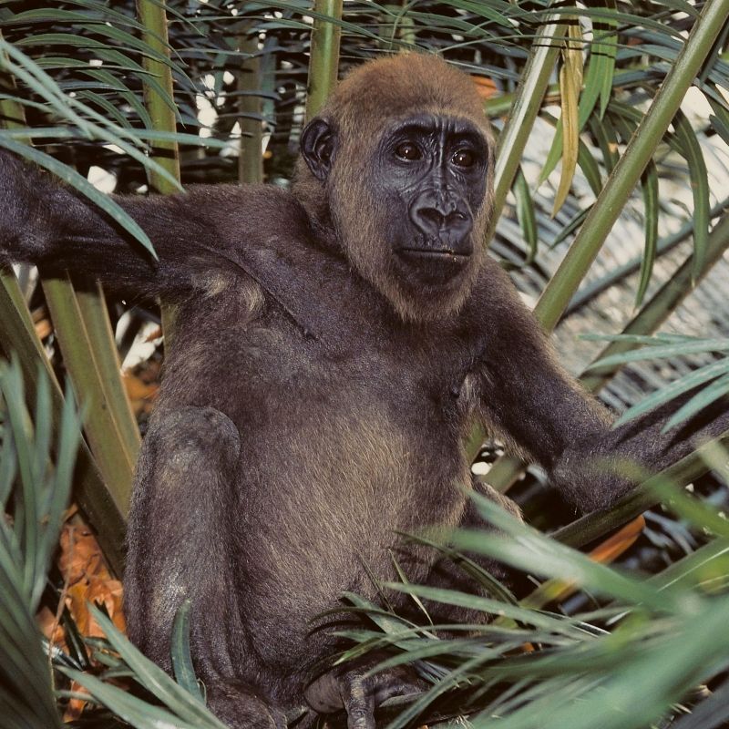 This striking image of a gorilla perched in a palm tree captures the wild beauty of Cameroon, one of Africa’s top primate destinations. Cameroon is home to a rich variety of apes, including western lowland gorillas, chimpanzees, drills, and mandrills. Explore the dense rainforests of Campo Ma’an, Lobéké, and Deng Deng National Parks, where these rare species thrive in their natural habitats. Africa DMC's, through its network of trusted locally based tour operators, organizes expertly guided trips to observe these incredible primates up close. Discover Cameroon’s unmatched biodiversity on a journey designed for wildlife lovers and adventure seekers alike.