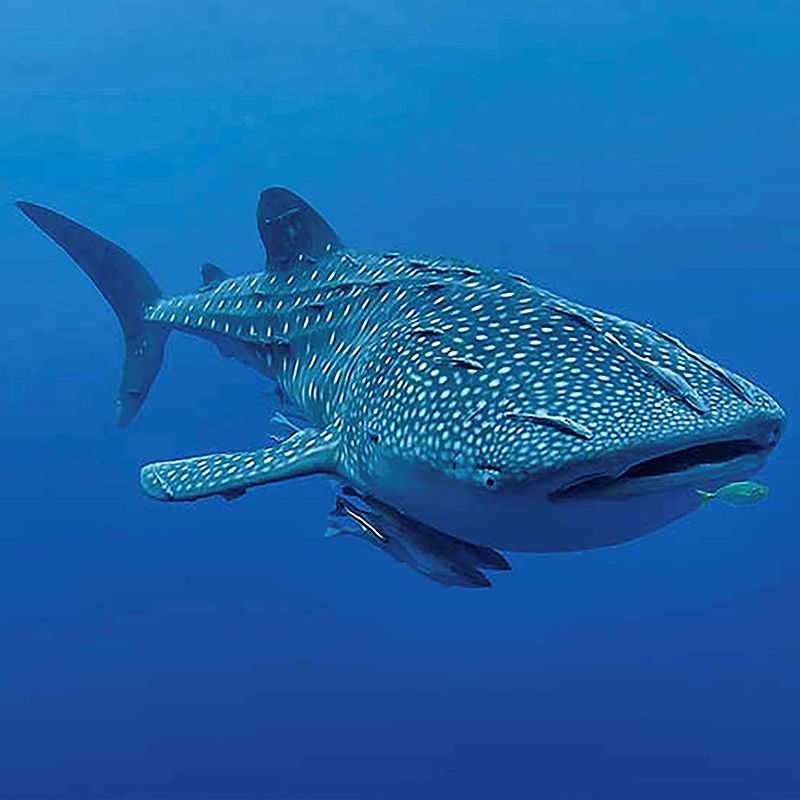 Djibouti is  famous for its large whale shark. 
Djibouti offers surreal landscapes—salt lakes, volcanic formations, pristine reefs, and warm cultural traditions all in one unforgettable destination.
Discover Djibouti with Africa DMC’s trusted network for your local tour operator and travel agent.
