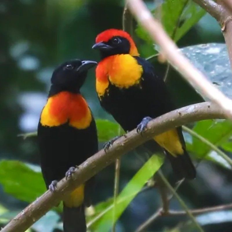 Vibrant birds perched gracefully on a tree branch deep within Gabon’s lush rainforest. Gabon is a paradise for birdwatchers and nature lovers, home to over 700 bird species and vast untouched wilderness. From Lope National Park to Ivindo’s hidden waterfalls, the country offers rare encounters with wildlife in pristine habitats. Discover the rich biodiversity and natural beauty of Gabon with Gabon Highlights & Tourism, your expert local partner. Africa DMC's, through its network of great locally based tour operators, offers unforgettable journeys into the heart of Gabon’s wild landscapes.
