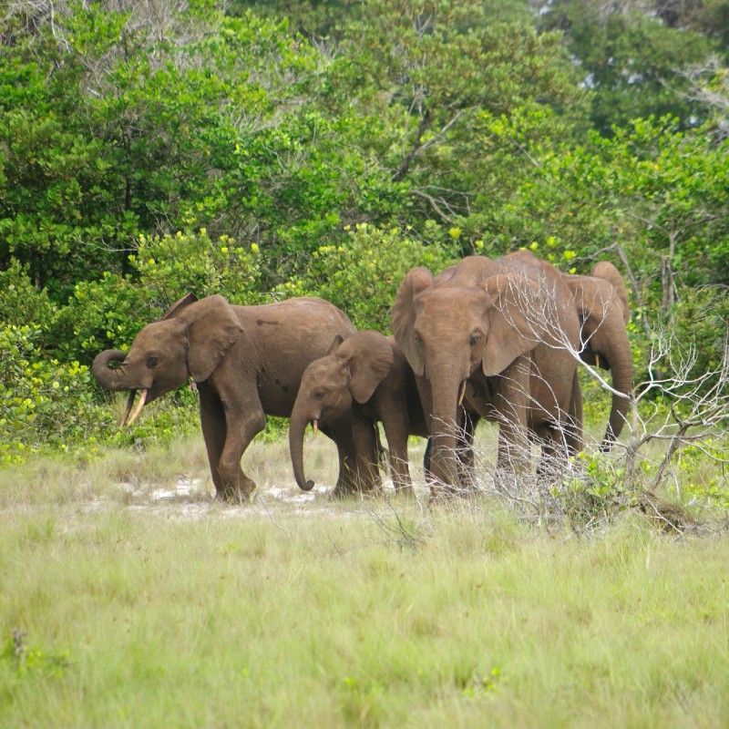 Travel to Gabon with Africa DMC's. This Central African treasure is one of the continent’s best-kept secrets—where lush rainforests, coastal lagoons, and savanna landscapes come together in spectacular harmony. From the wildlife-rich Loango National Park to the dense jungles of Ivindo and the cultural rhythms of Libreville, Gabon is a destination waiting to be discovered. Let our trusted local partner, Gabon Highlights Tourism & Co., guide your journey through this unforgettable natural paradise.