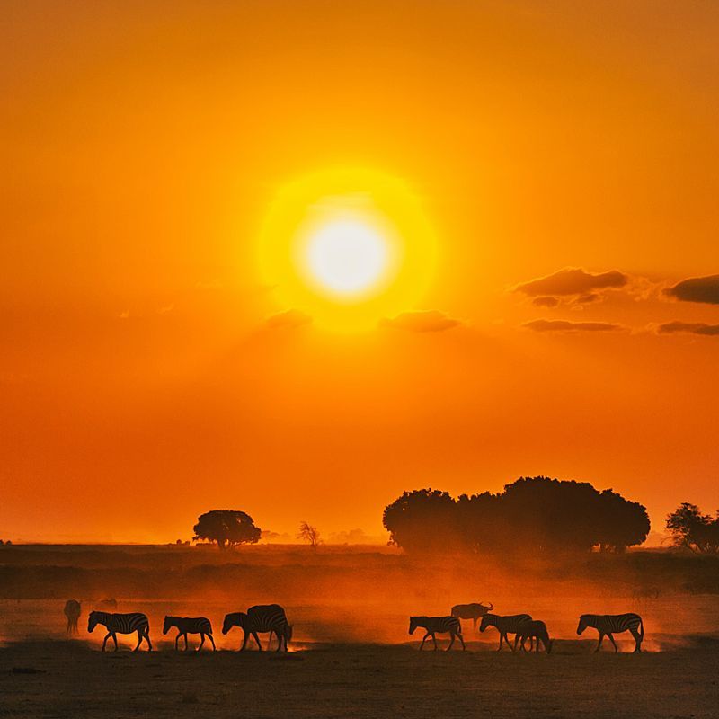 A herd of zebras grazing in a field at sunset. Kenya delivers the classic African experience—big game safaris, diverse landscapes, tropical beaches, and rich cultural heritage all in one unforgettable destination.
Explore Kenya with Africa DMC’s trusted network for your local tour operator and travel agent.