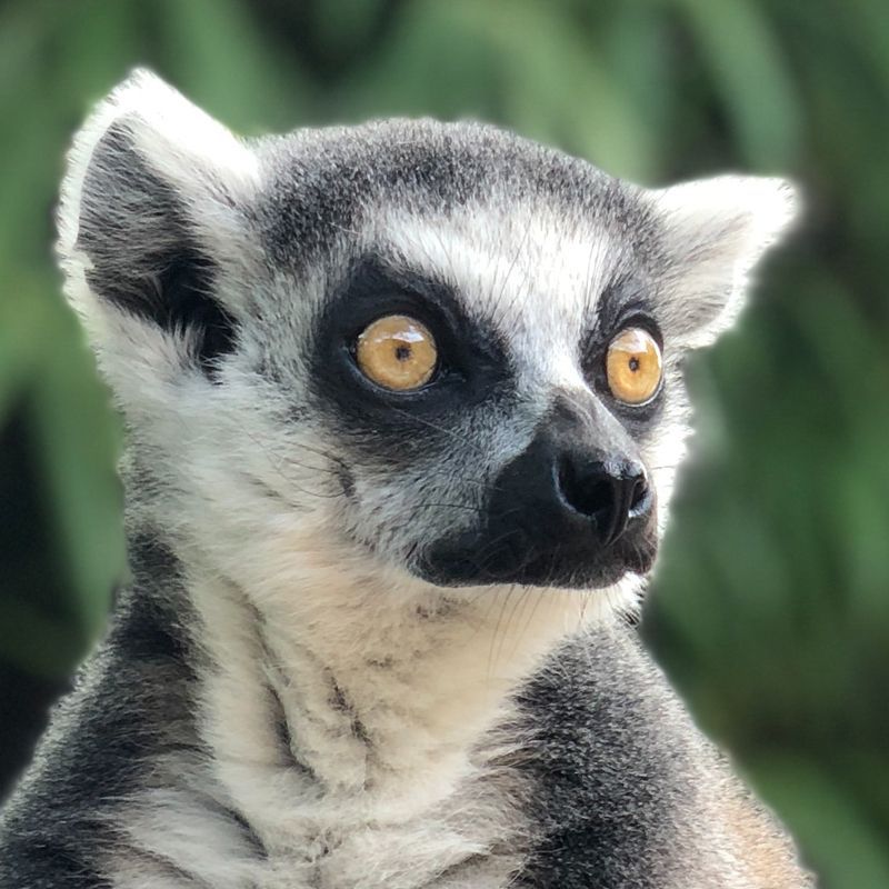 A close up of a lemur 's face with his big yellow eyes. Madagascar fascinates with unique wildlife, otherworldly landscapes, vibrant cultures, and stunning coastlines all in one extraordinary destination.
Travel with Africa DMC’s trusted network for your local tour operator and travel agent to explore Madagascar.