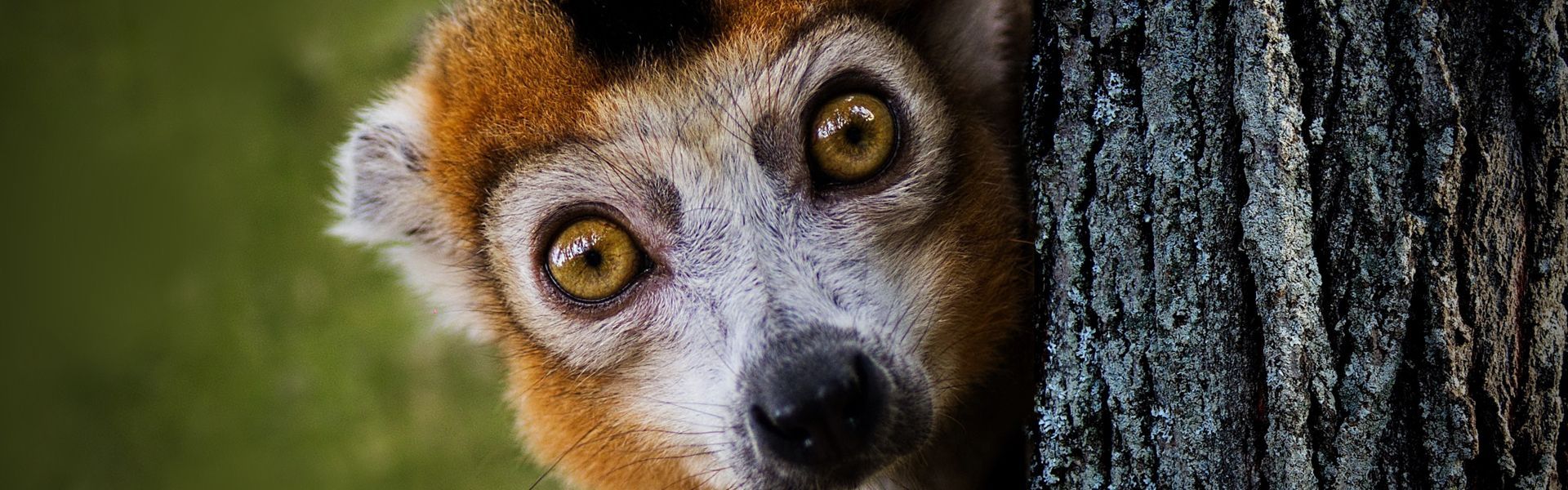 Madagascar is a biodiversity hotspot with unique wildlife, surreal landscapes, and idyllic beaches—perfect for nature lovers, explorers, and off-the-beaten-path travelers.
Travel to the Alley of Baobabs with Africa DMC's network for your local tour operator and travel agent to discover Madagascar.