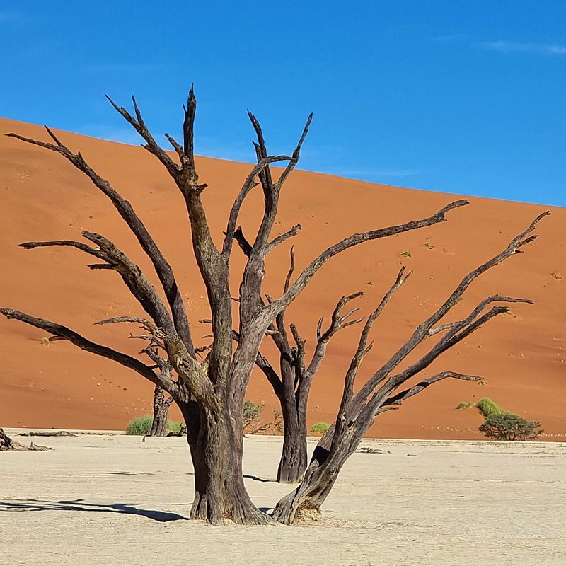 Sossusvlei and Deadvlei.
Namibia inspires with its vast desert dunes, dramatic coastlines, wildlife-rich plains, and strong cultural heritage all in one breathtaking destination.
Explore Namibia with Africa DMC’s trusted network for your local tour operator and travel agent.