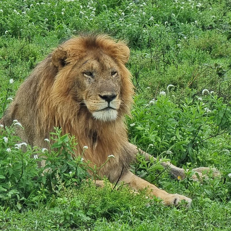 Tanzania delivers legendary adventure—Serengeti safaris, Mount Kilimanjaro, tropical islands, and deep cultural heritage all in one extraordinary destination.
Explore Tanzania with Africa DMC’s trusted network for your local tour operator and travel agent.