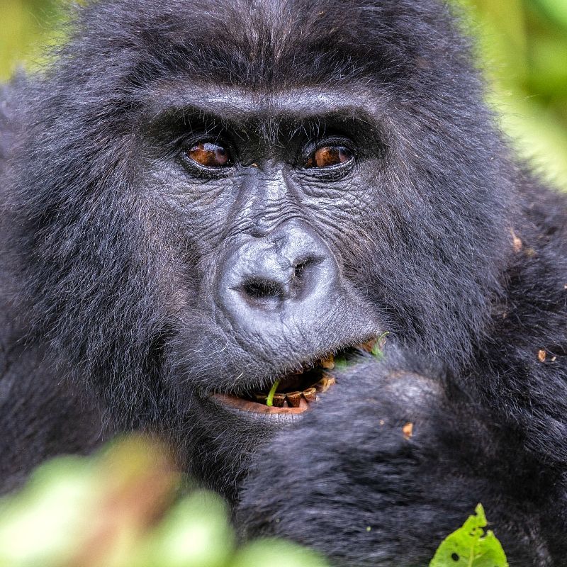 A close up of a gorilla with a leaf in its mouth. Uganda captivates with its lush rainforests, rare mountain gorillas, serene lakes, and warm cultural traditions—all in one remarkable destination.
Discover Uganda with Africa DMC’s trusted network for your local tour operator and travel agent.