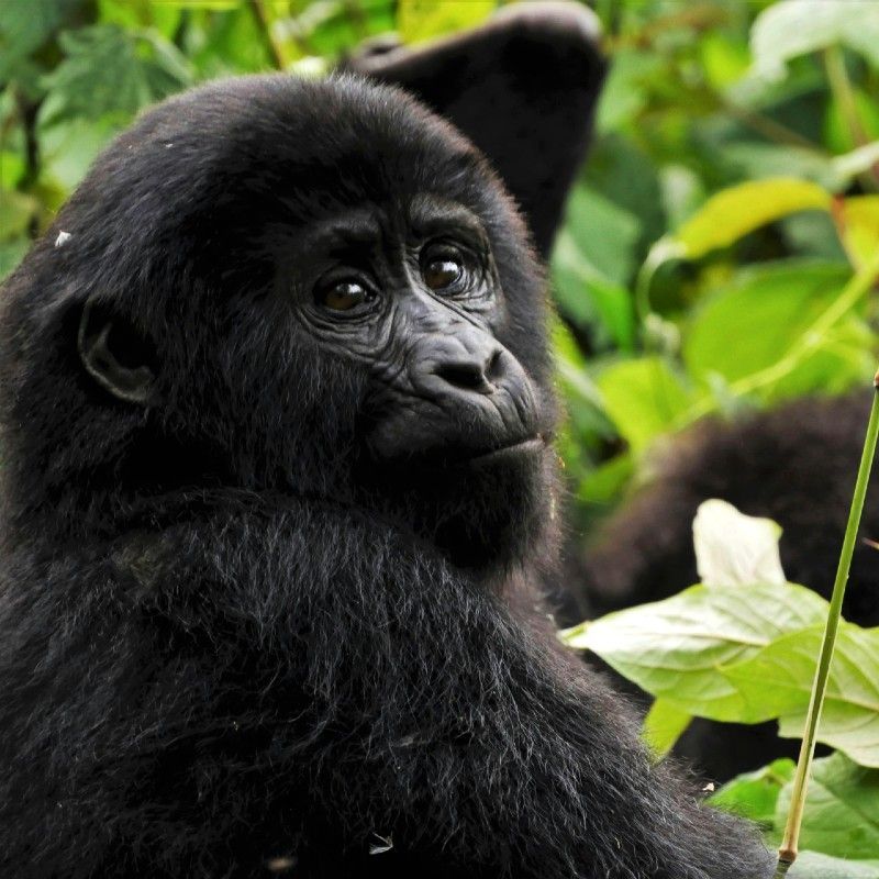 A close up of a gorilla with a leaf in its mouth. Uganda captivates with its lush rainforests, rare mountain gorillas, serene lakes, and warm cultural traditions—all in one remarkable destination.
Discover Uganda with Africa DMC’s trusted network for your local tour operator and travel agent.