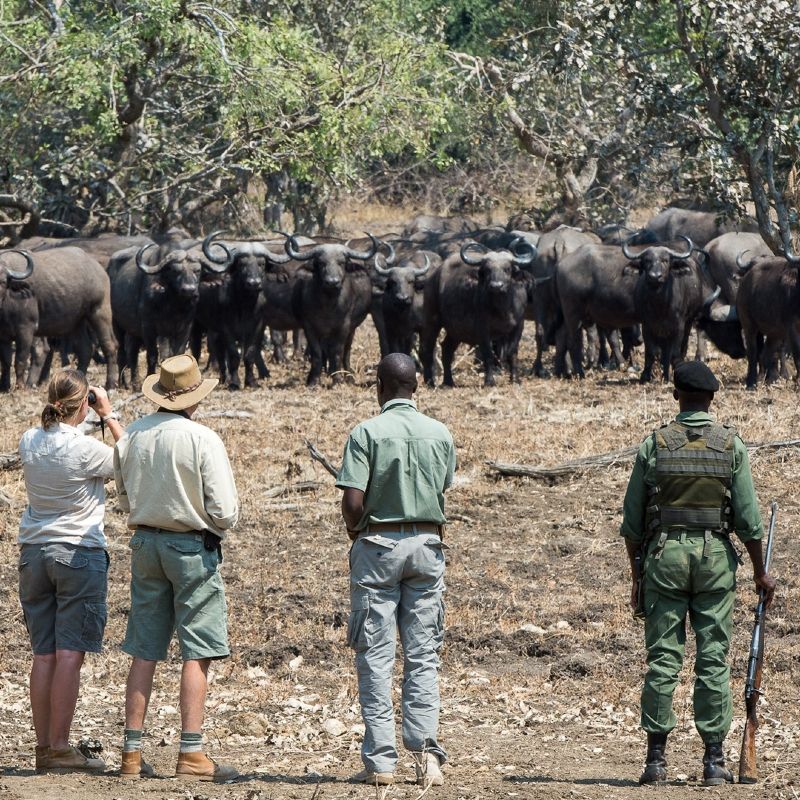 Zambia is an adventurer’s dream—untamed national parks, abundant wildlife, powerful rivers, and rich cultural heritage all in one inspiring destination.
Travel with Africa DMC’s trusted network for your local tour operator and travel agent to explore Zambia.