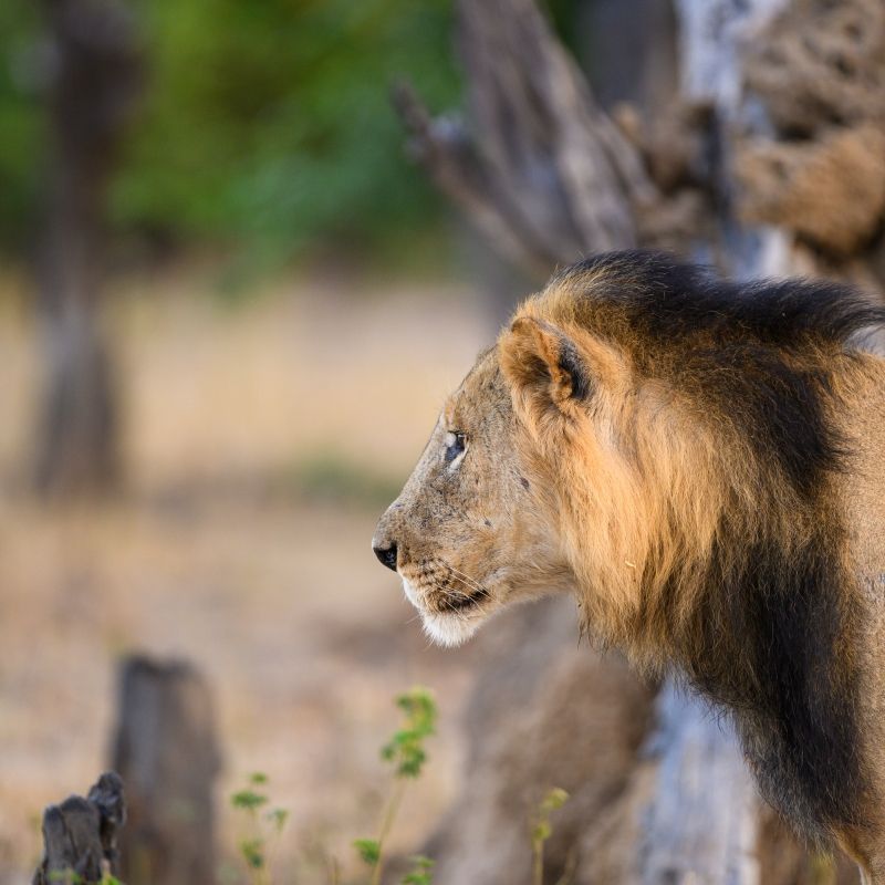 Zimbabwe offers timeless beauty — spectacular wildlife, ancient landscapes, and the wonder of Victoria Falls in one unforgettable destination.
Discover Zimbabwe with Africa DMC’s trusted network for your local tour operator and travel agent.