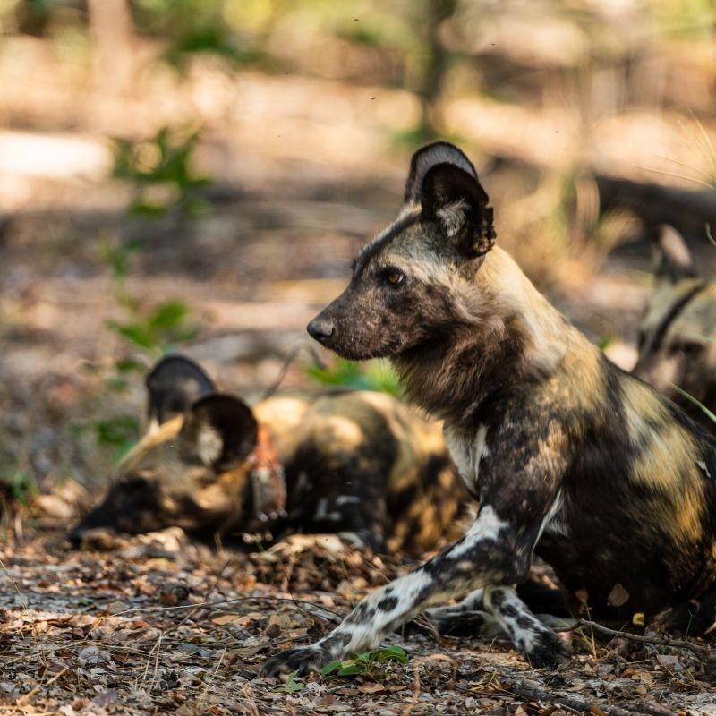 Two wild dogs are laying on the ground in the woods