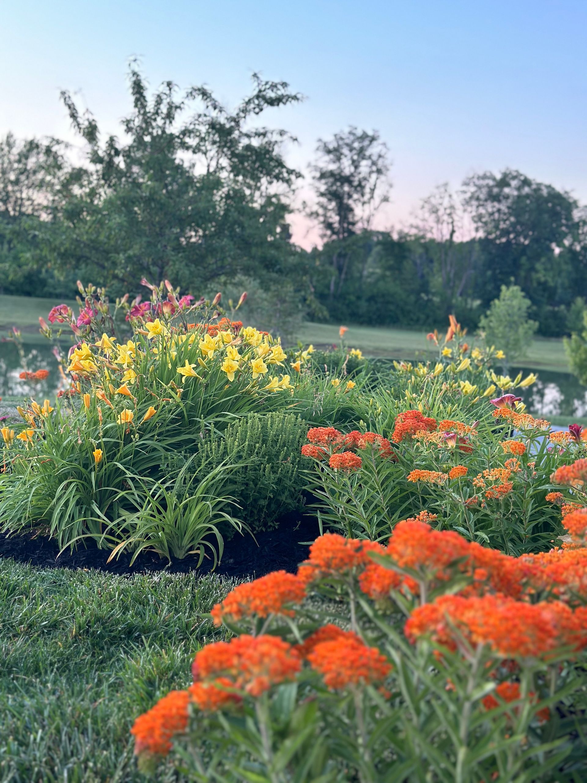 Vibrant orange butterfly weed blossoms in the foreground of a sunny garden overlooking a pond.