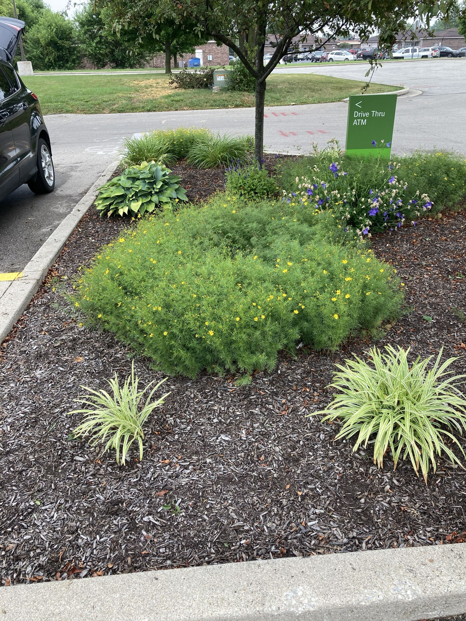 A garden bed with a central yellow-flowered bush, two small variegated grasses, and a leafy shrub under a small tree.