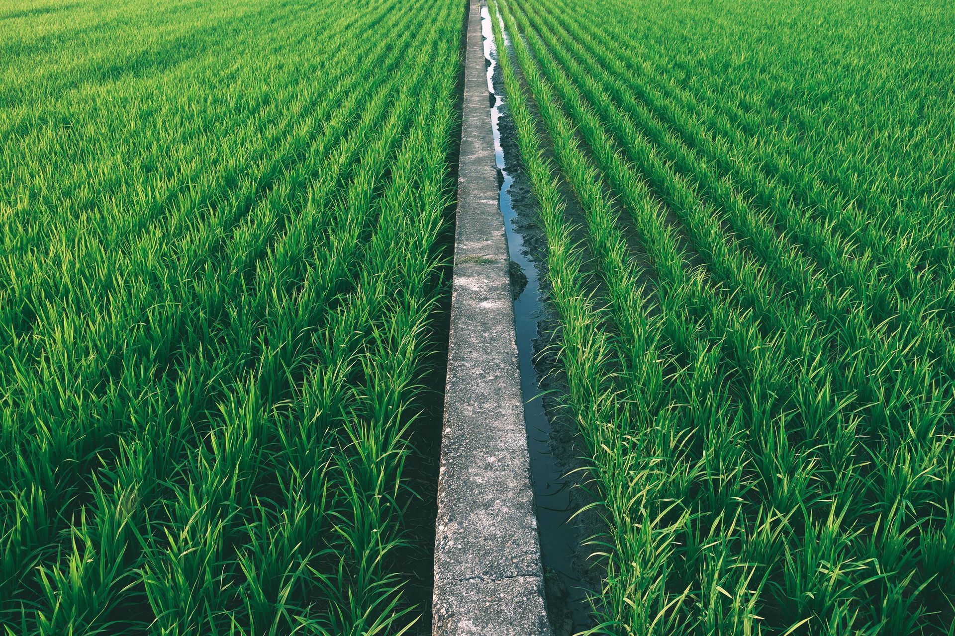 Green crop rows divided by a narrow dirt path in a field.