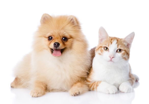 A pomeranian dog and a cat are laying next to each other on a white background.