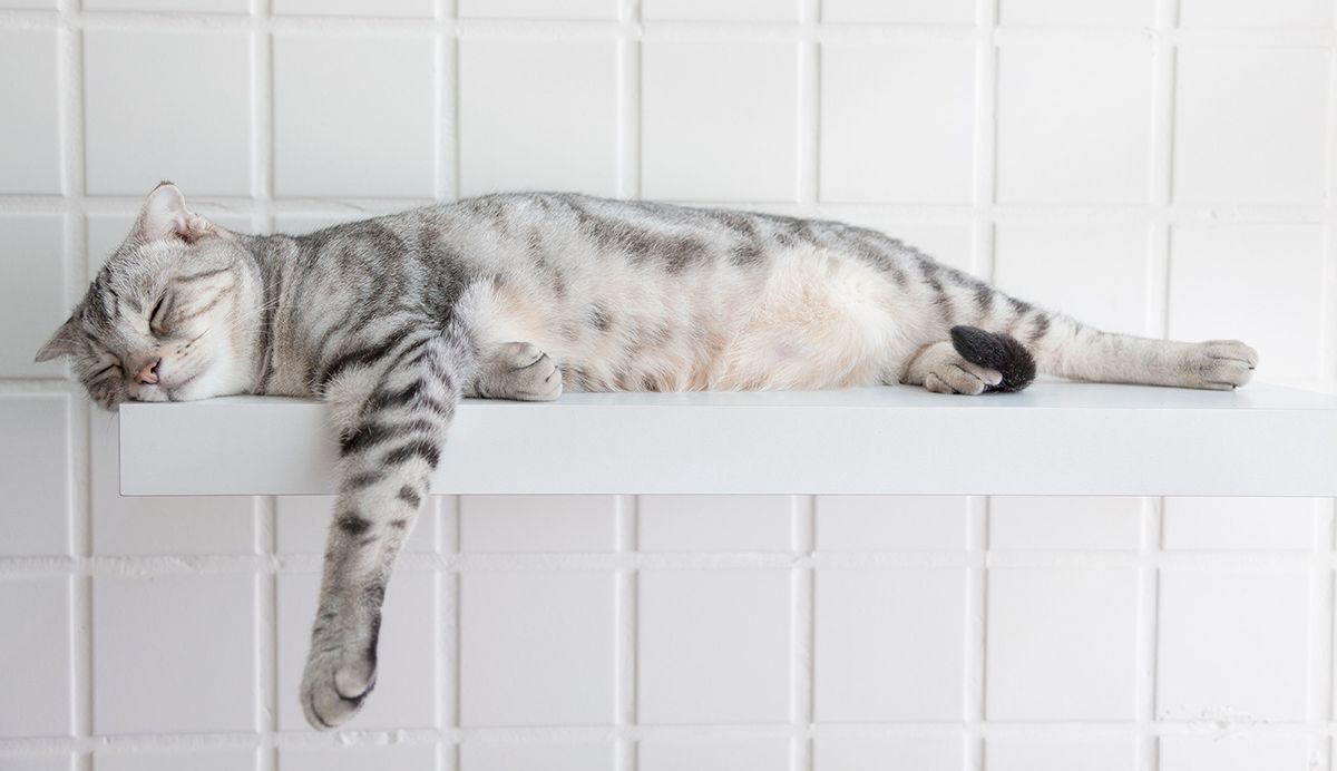A cat is sleeping on a white shelf.