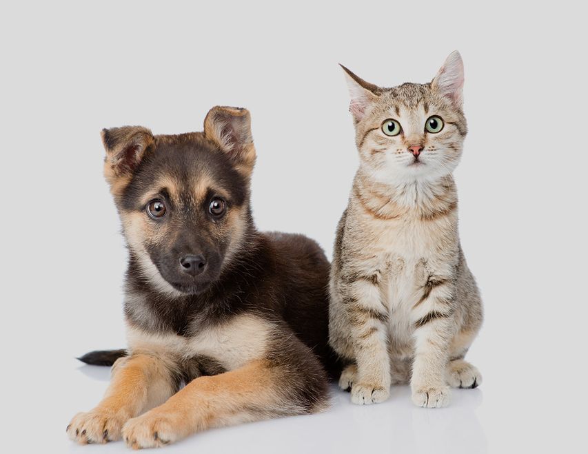 A puppy and a cat are sitting next to each other on a white background.
