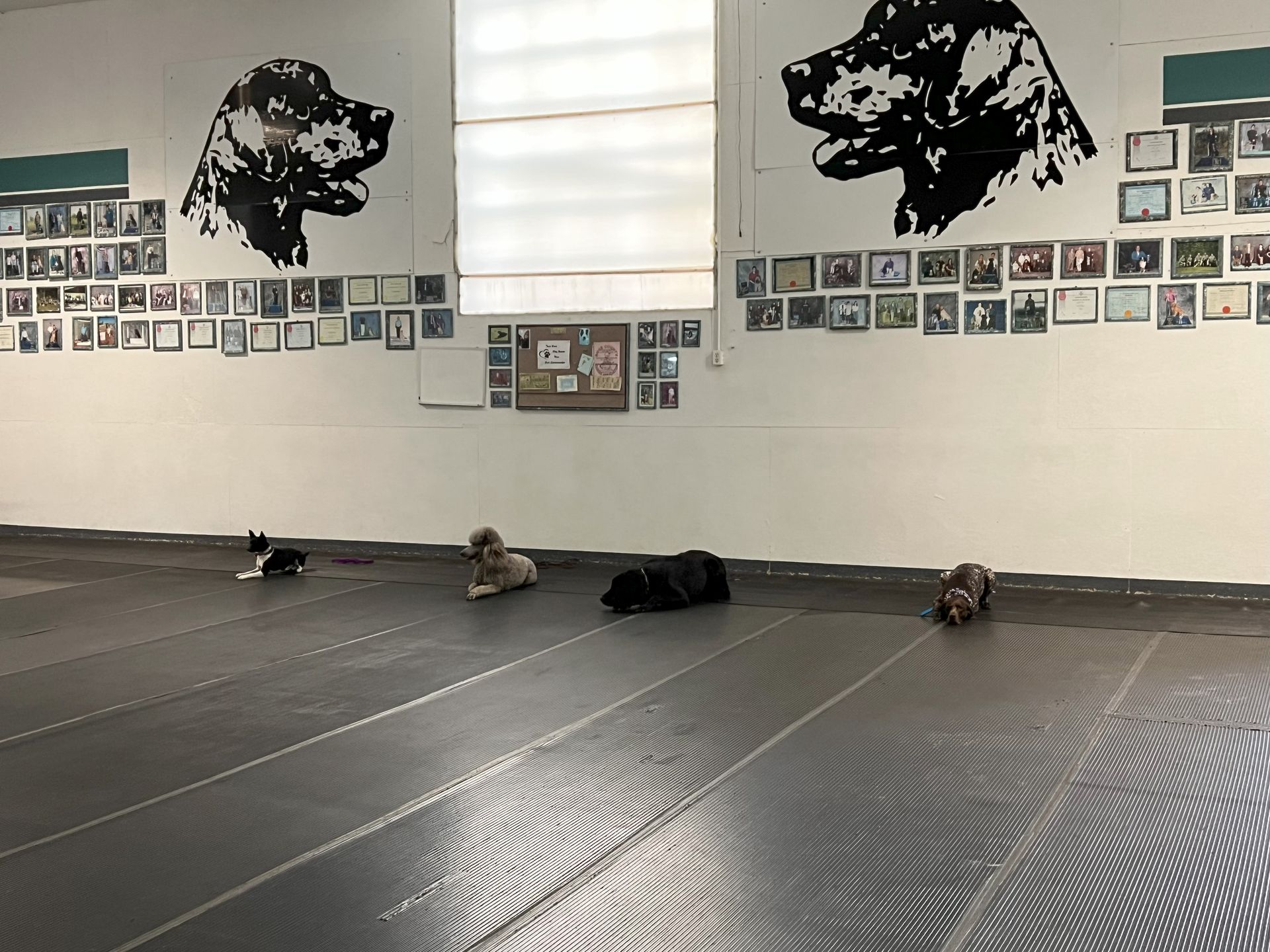 A group of dogs are laying on a mat in a room.