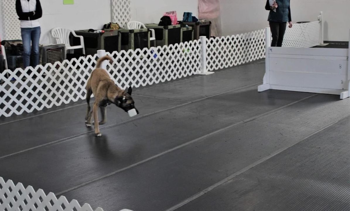 A dog is running on a track with a white fence in the background.