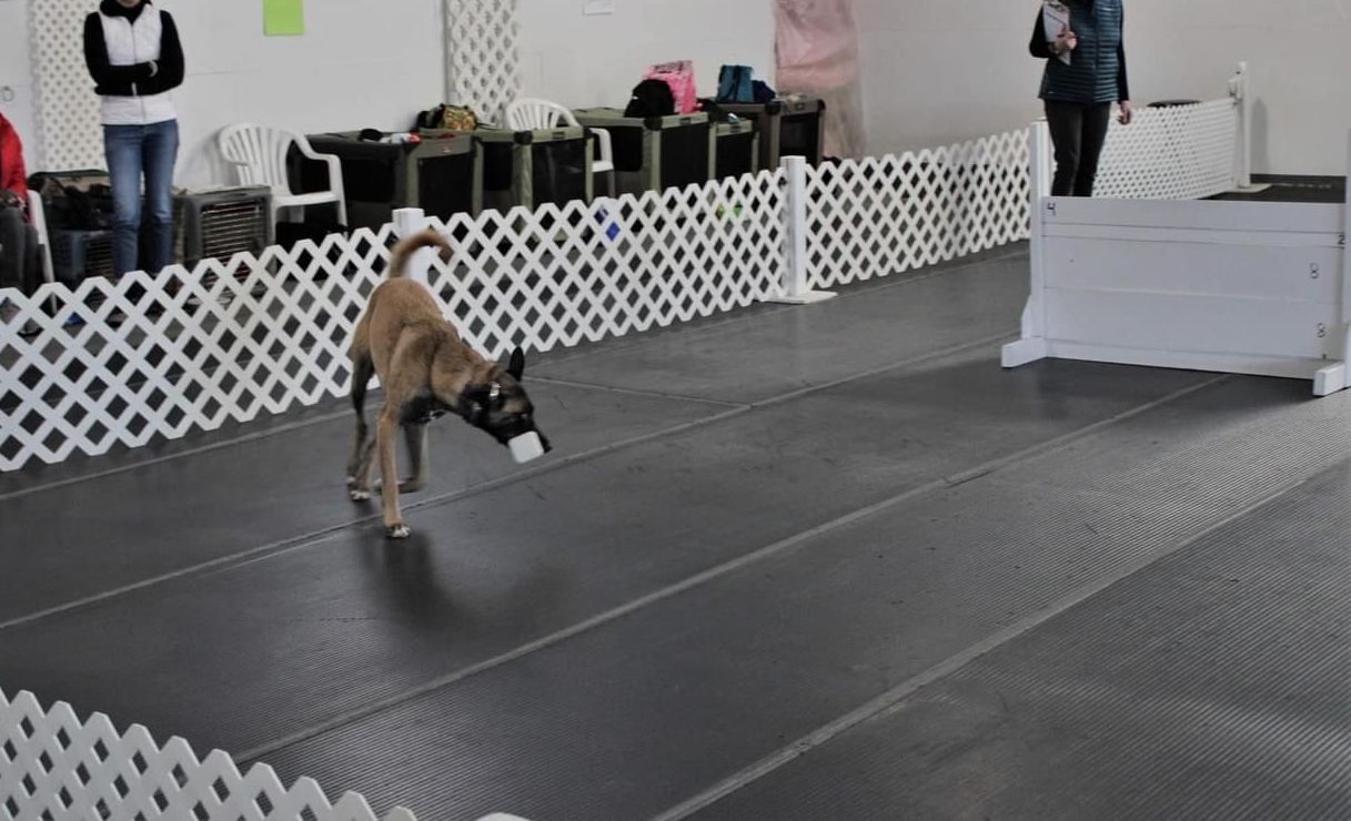A dog is running on a track with a white fence in the background.