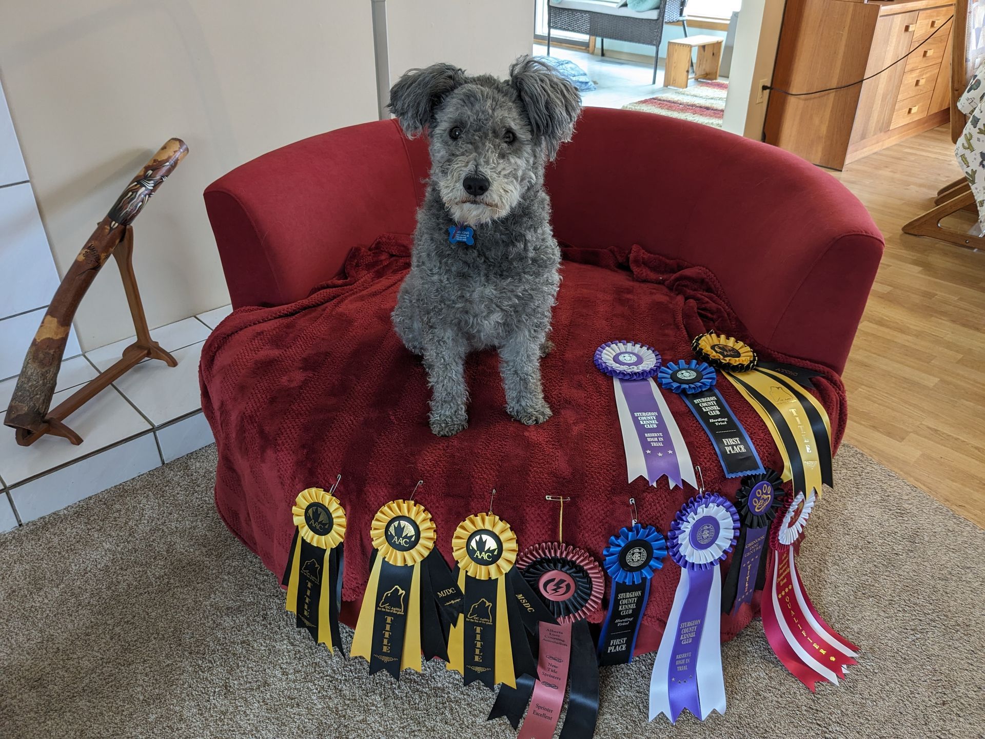A small dog is sitting on a red couch surrounded by ribbons.