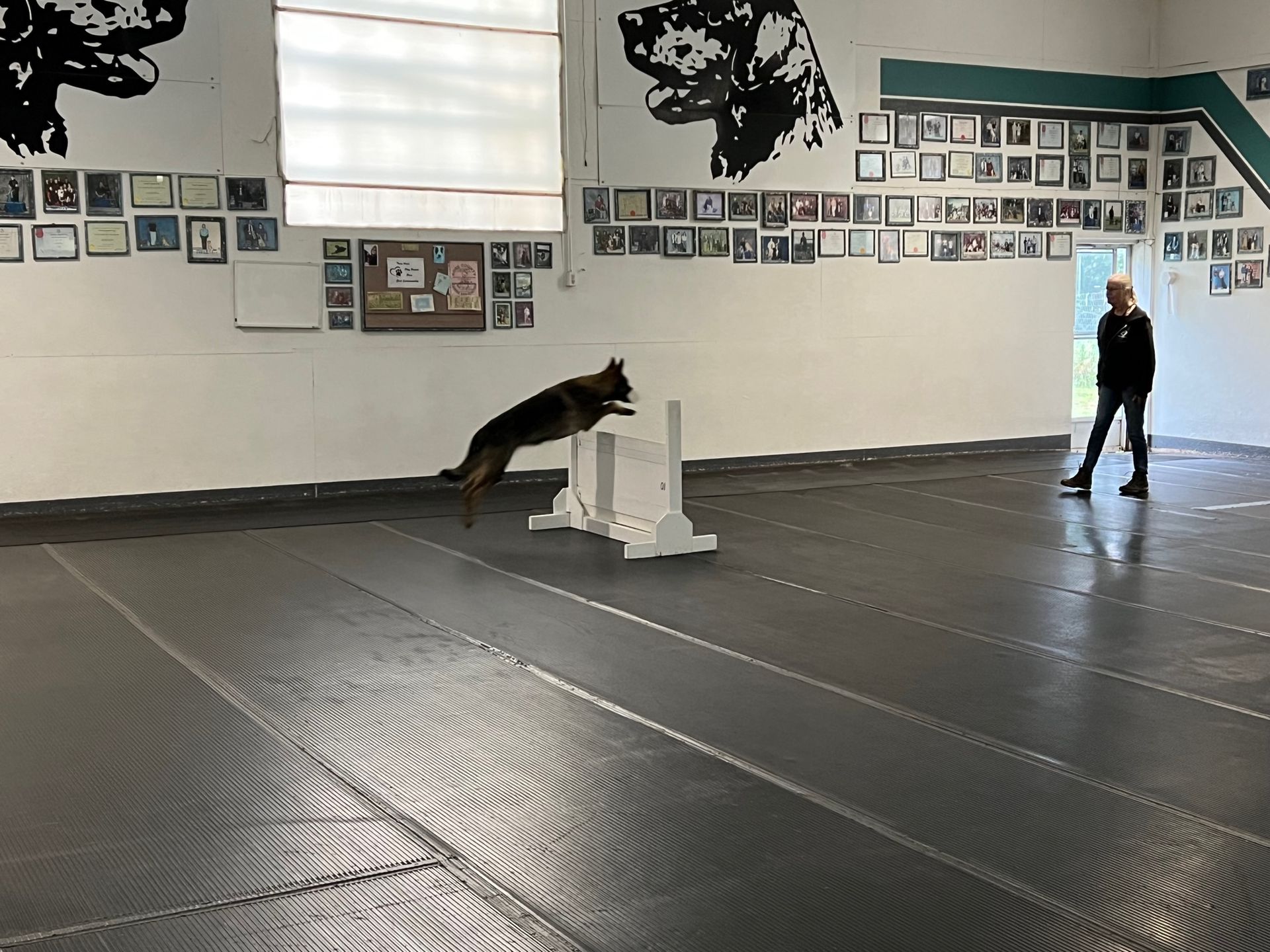 A dog is jumping over a hurdle in a gym while a woman watches.