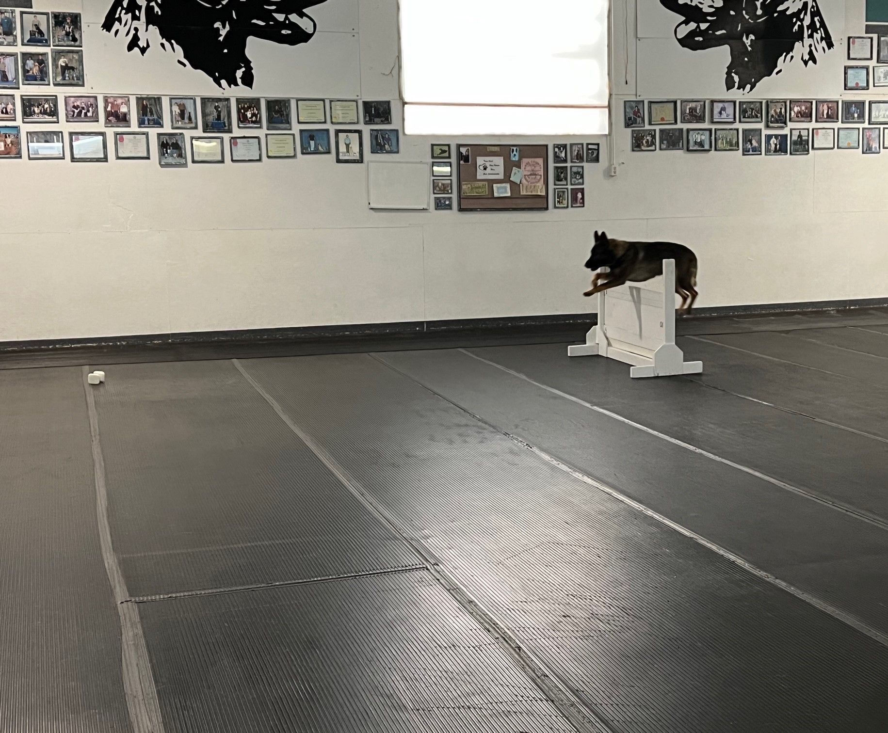 A dog is jumping over a hurdle in a gym