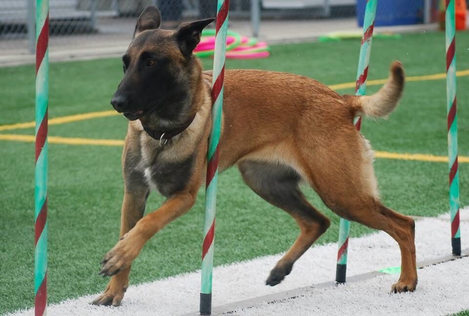 A brown dog is running through a hula hoop on a field.