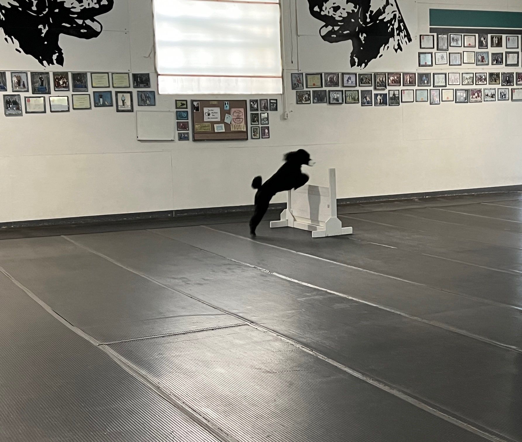 A dog is jumping over a hurdle in a gym