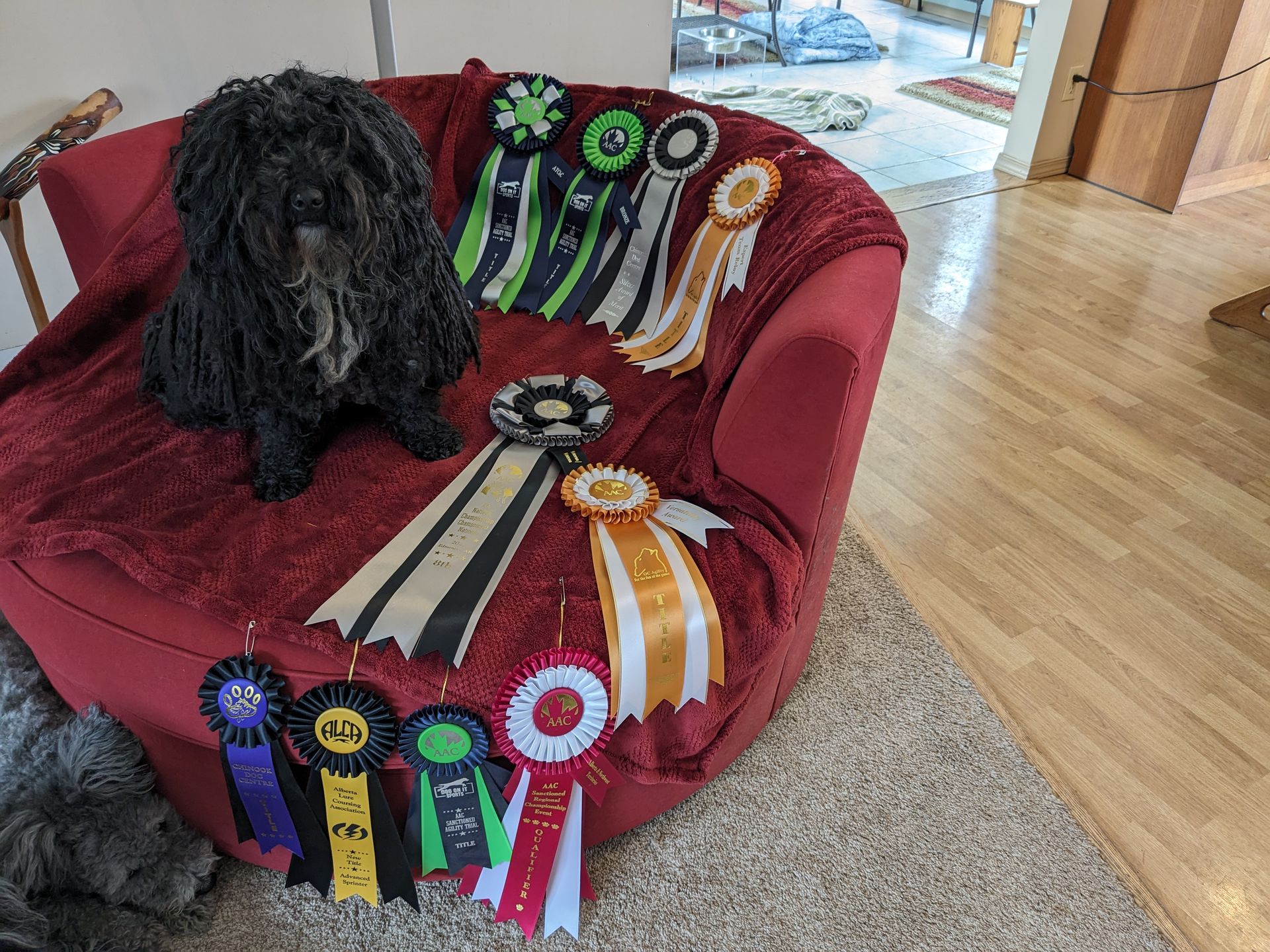 A small black dog is sitting on a red chair surrounded by ribbons.