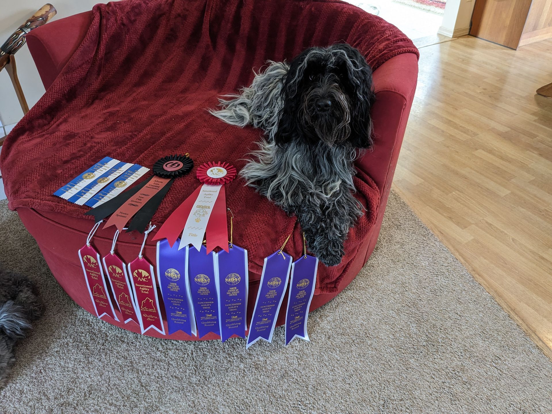 A dog is sitting on a chair with ribbons around it
