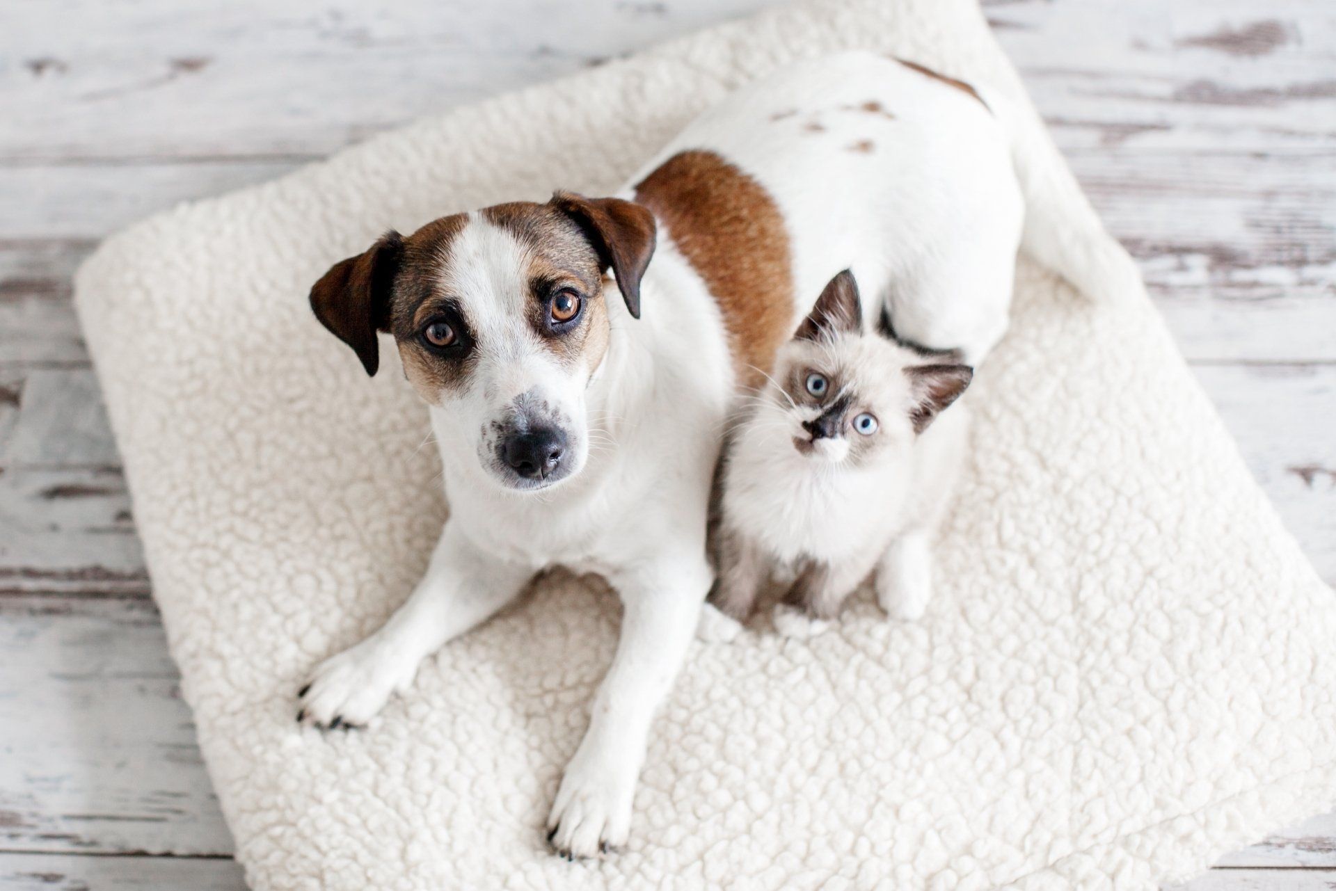 A dog and a kitten are laying on a white blanket.