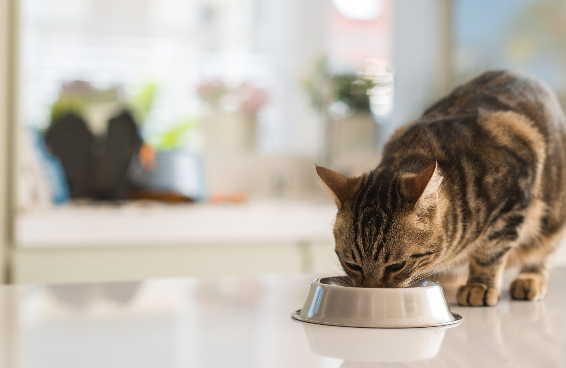 A cat is eating food from a metal bowl on a counter.