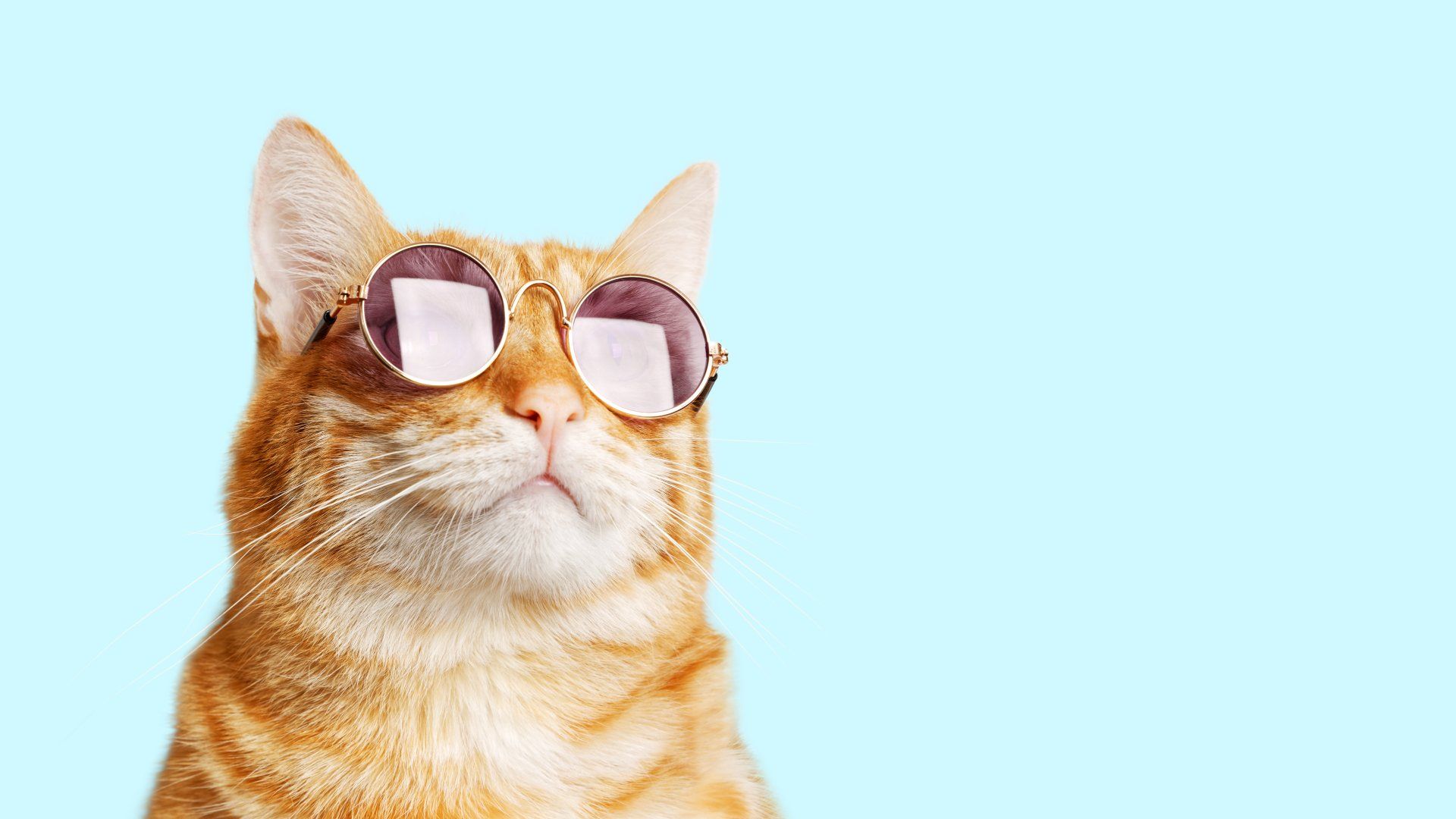 A cat wearing sunglasses on a blue background.