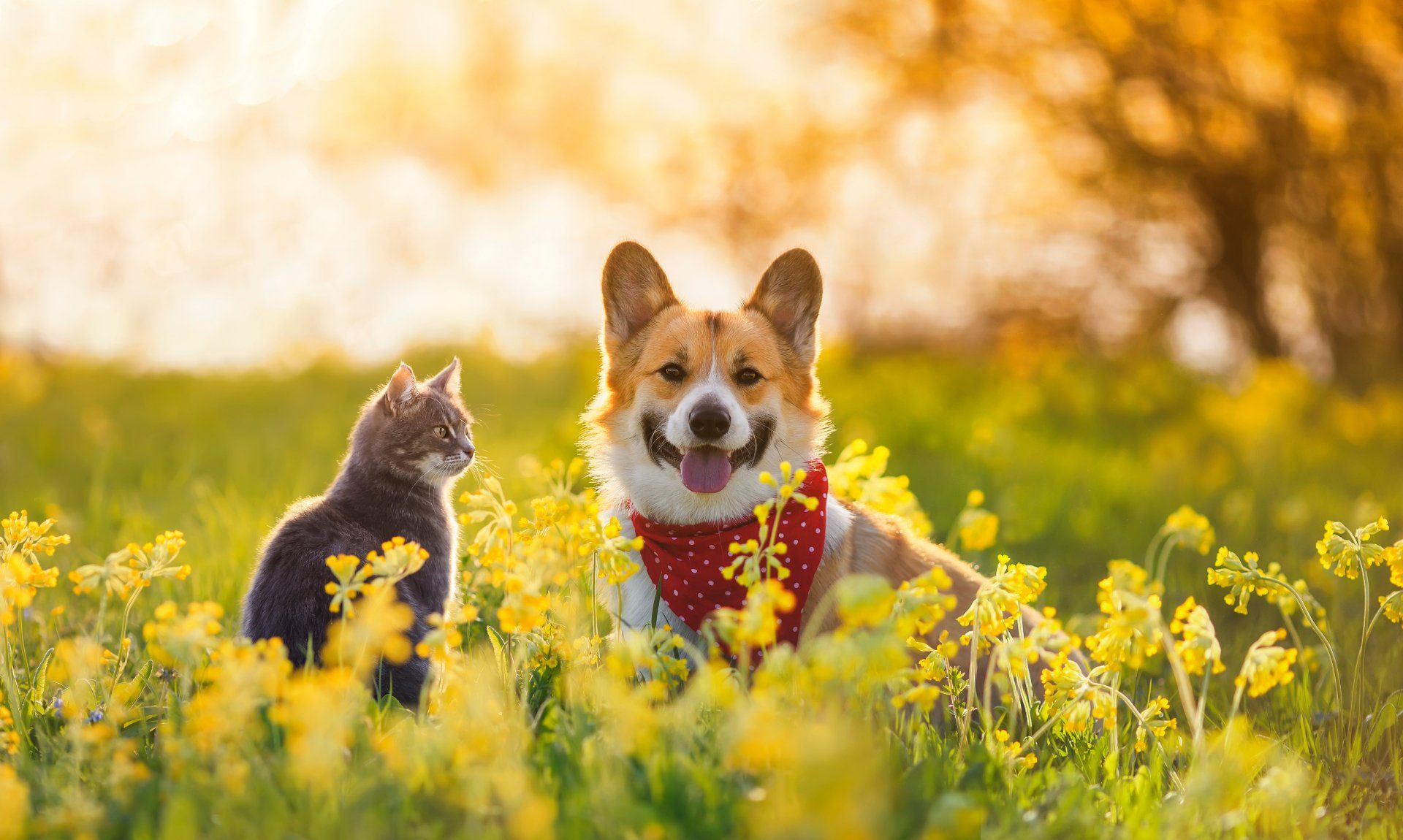 A dog and a cat are sitting in a field of yellow flowers.