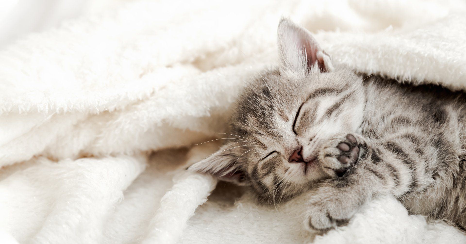 A kitten is sleeping under a white blanket on a bed.