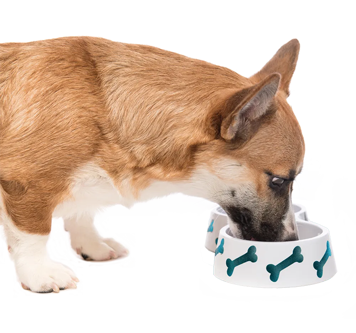 A brown and white dog is eating from a white bowl with green bones on it