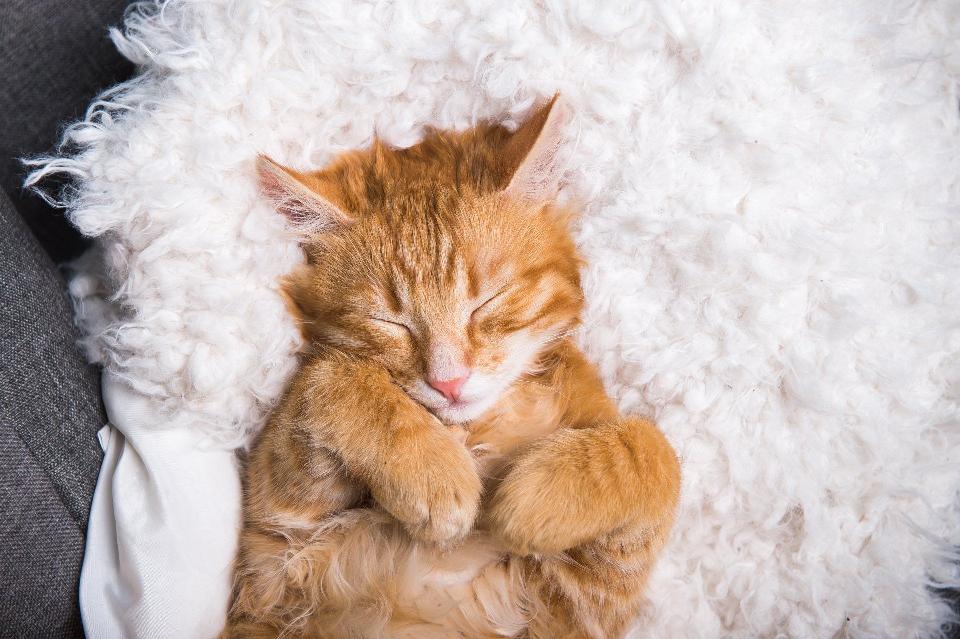 An orange cat is sleeping on a white blanket on a couch.