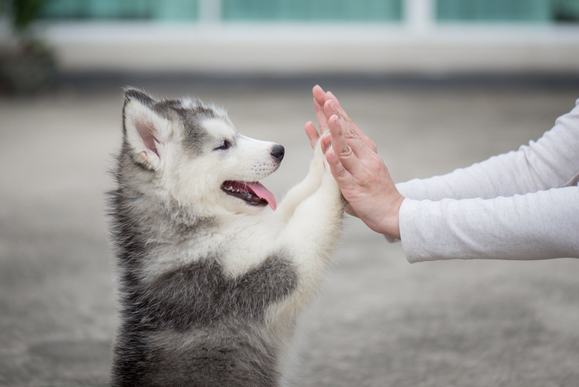 A husky puppy is giving a high five to a person.