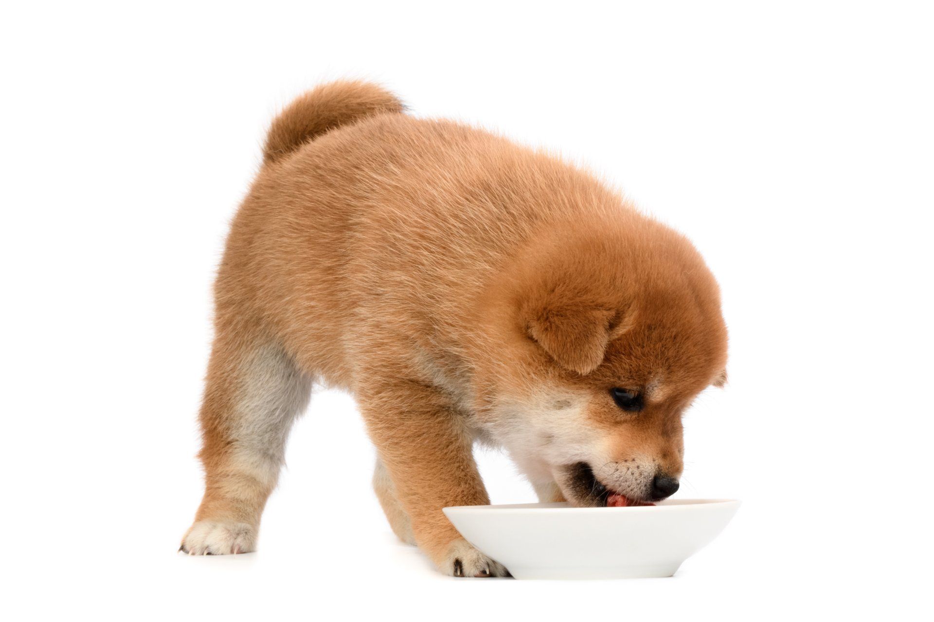 A shiba inu puppy is drinking from a white bowl.