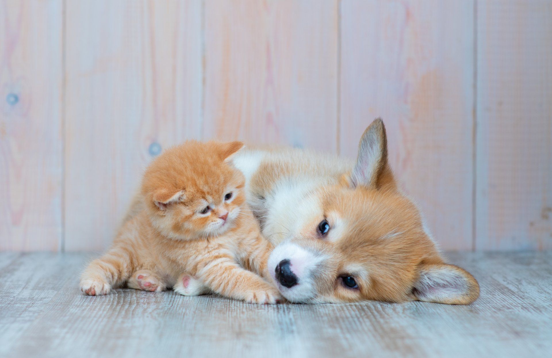 A puppy and a kitten are laying next to each other on the floor.