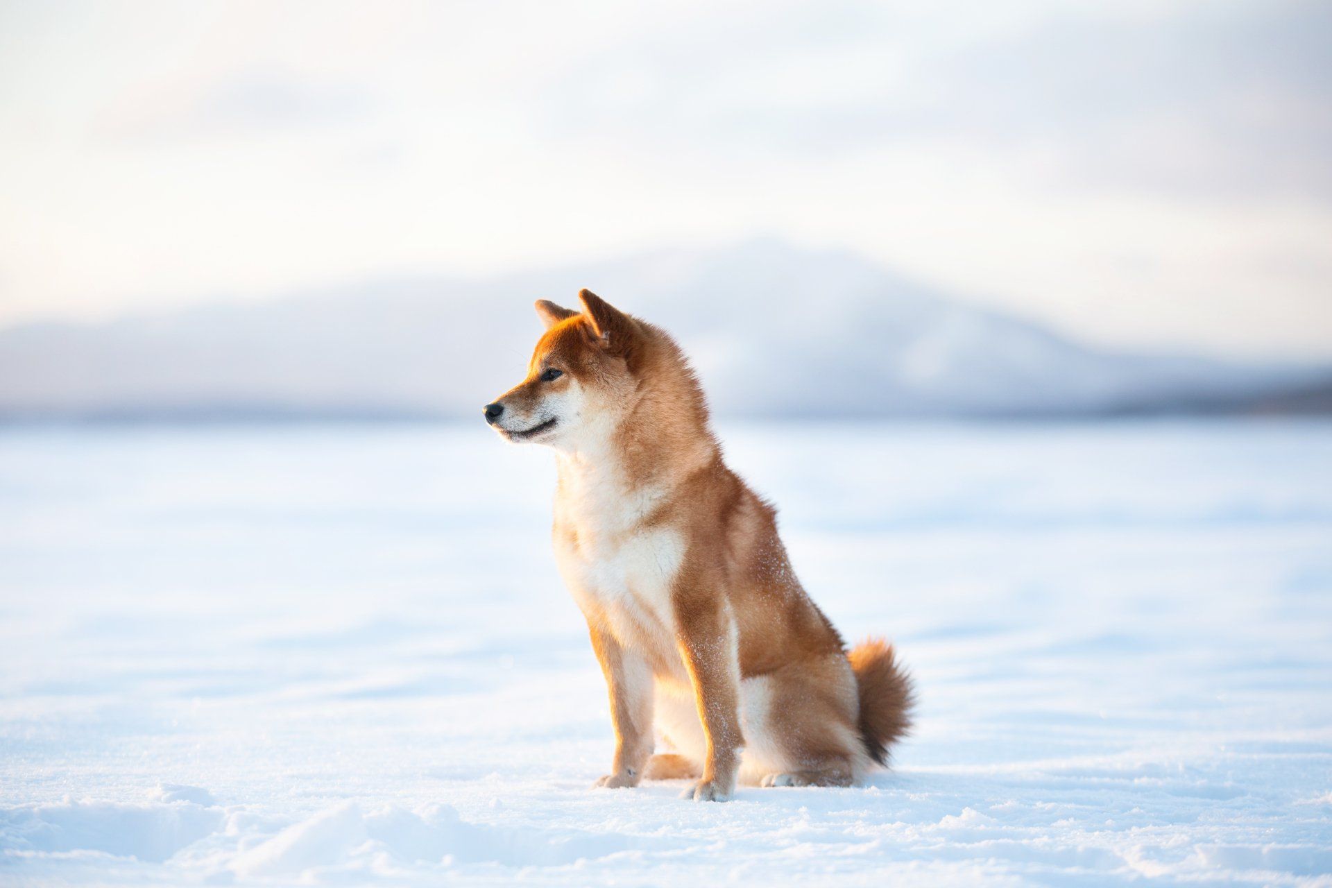 A shiba inu dog is sitting in the snow.
