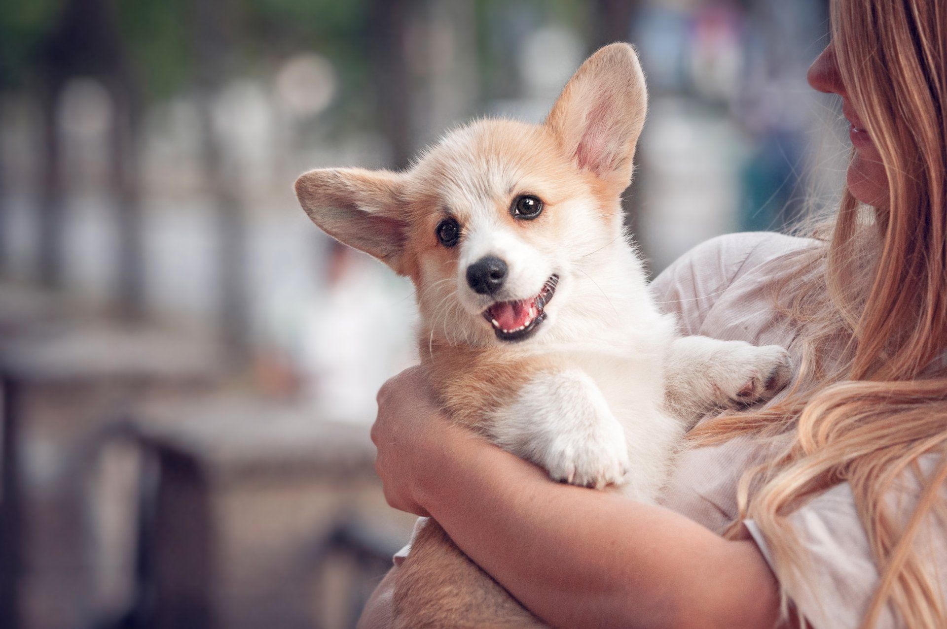 A woman is holding a small corgi puppy in her arms.