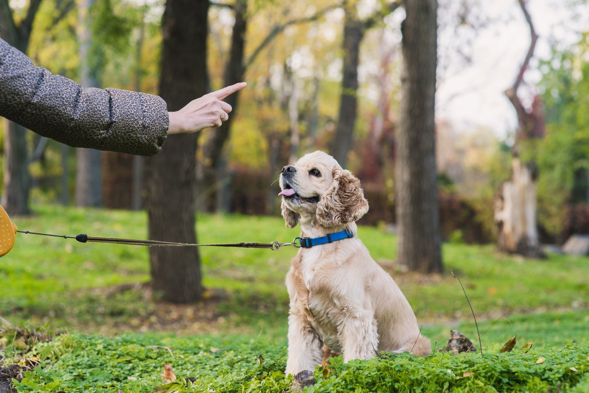 A person is pointing at a dog on a leash in a park.