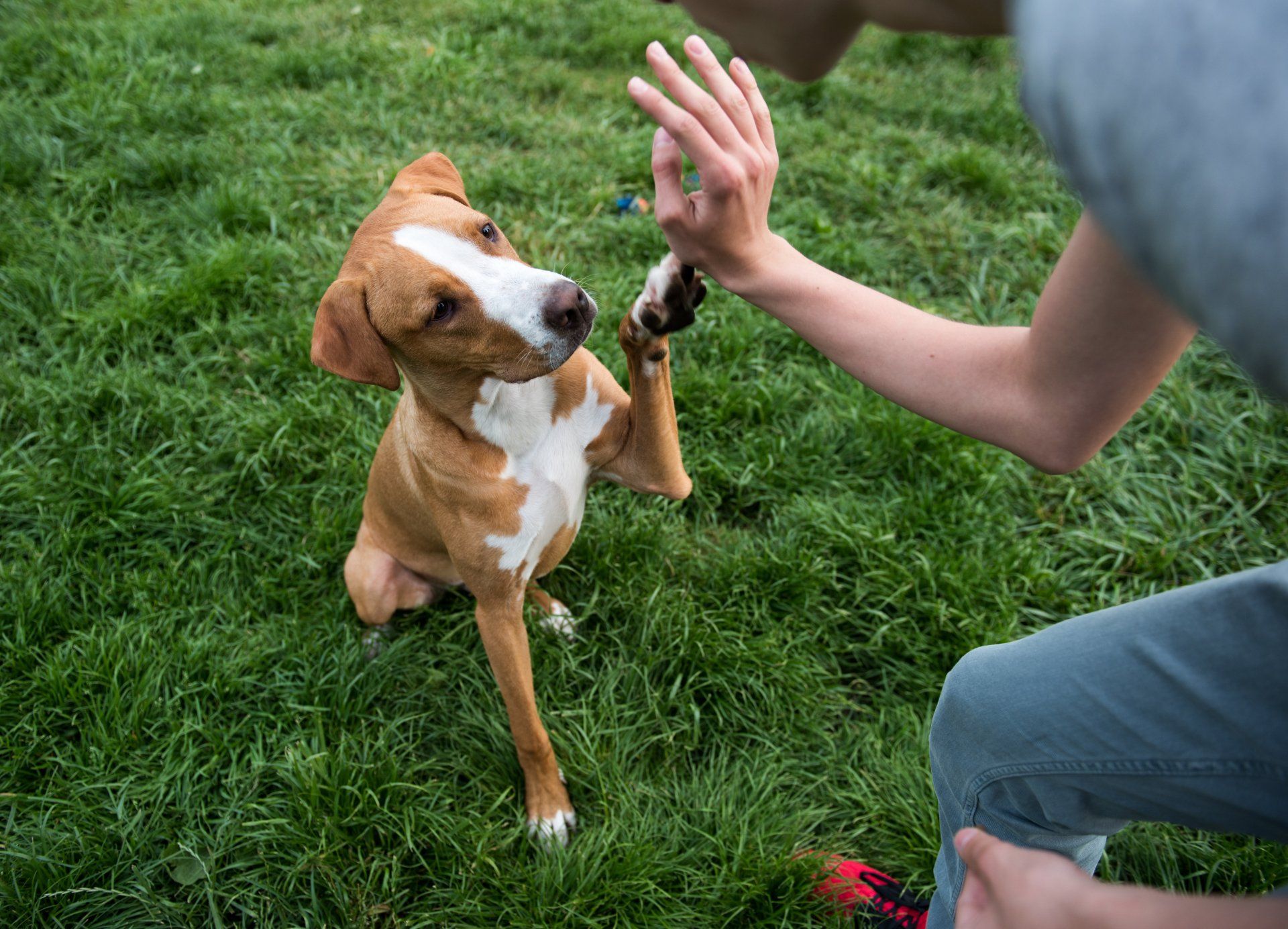A person is giving a dog a high five in the grass.