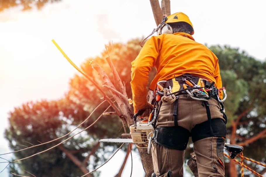 Arborist using a chainsaw on a tree, wearing safety gear and harness, orange jacket, sunny outdoors.