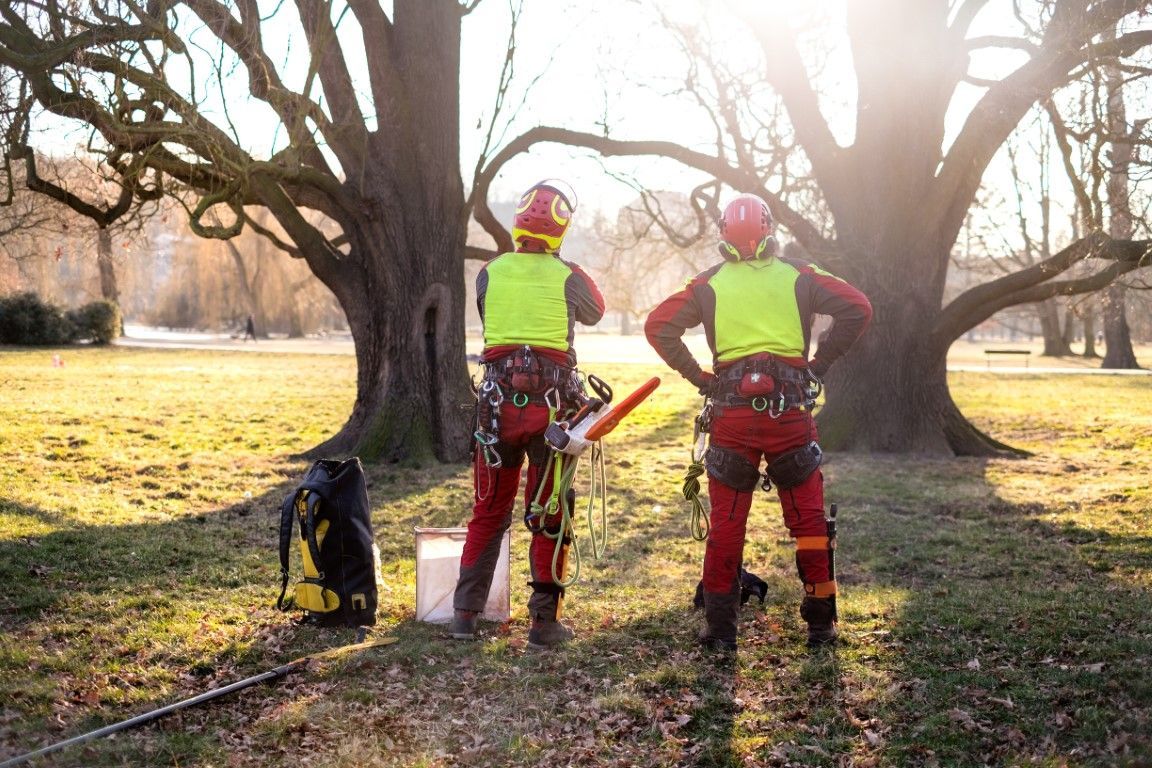 Two arborists in safety gear standing in a sunny park near a large tree.