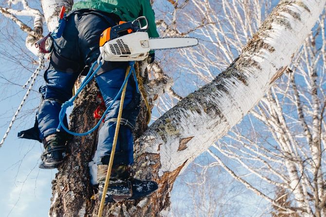 Person in safety gear cutting a birch tree with a chainsaw. Snowy background.