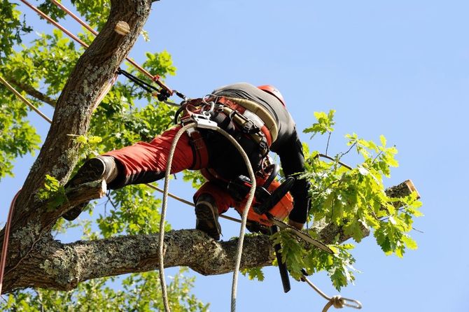 Arborist in red pants and harness trimming tree branches against a blue sky.