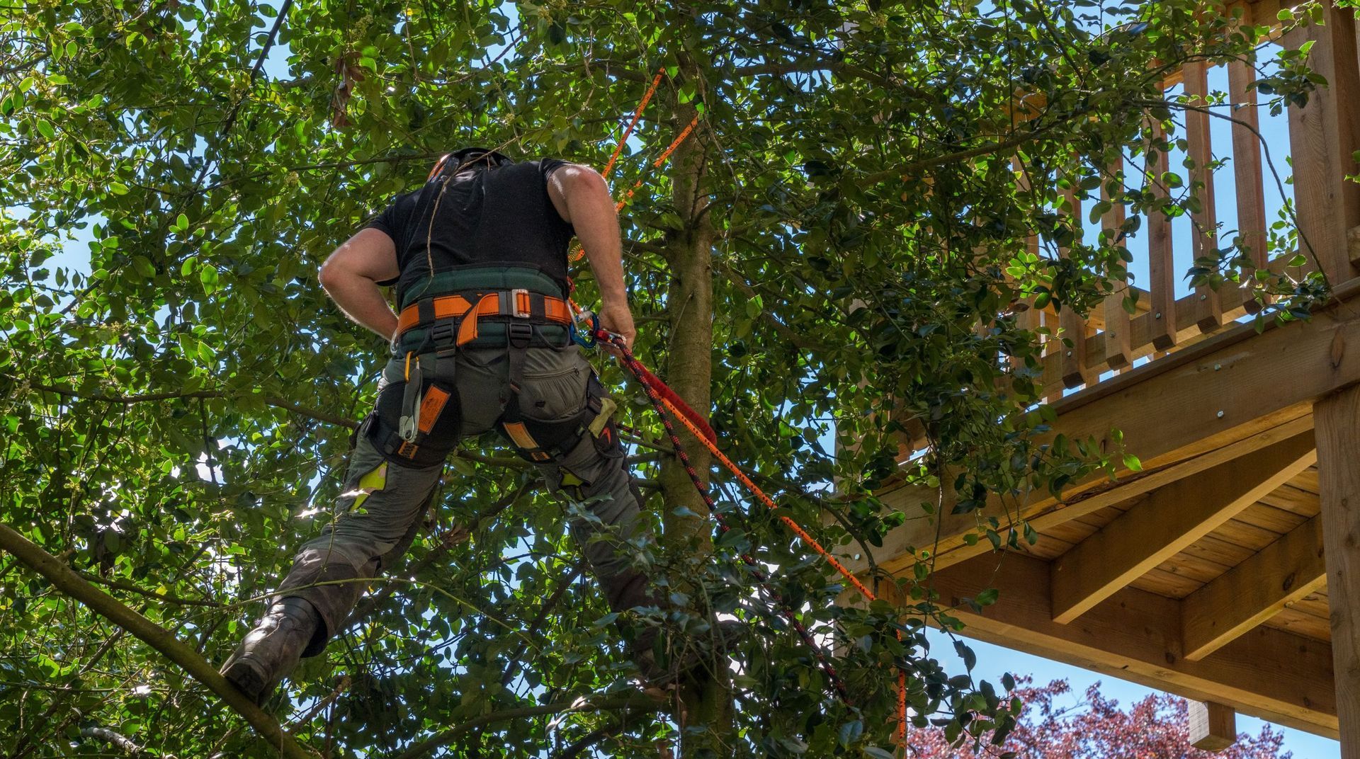 Arborist secured with ropes working high in a tree canopy near a home during a tree service